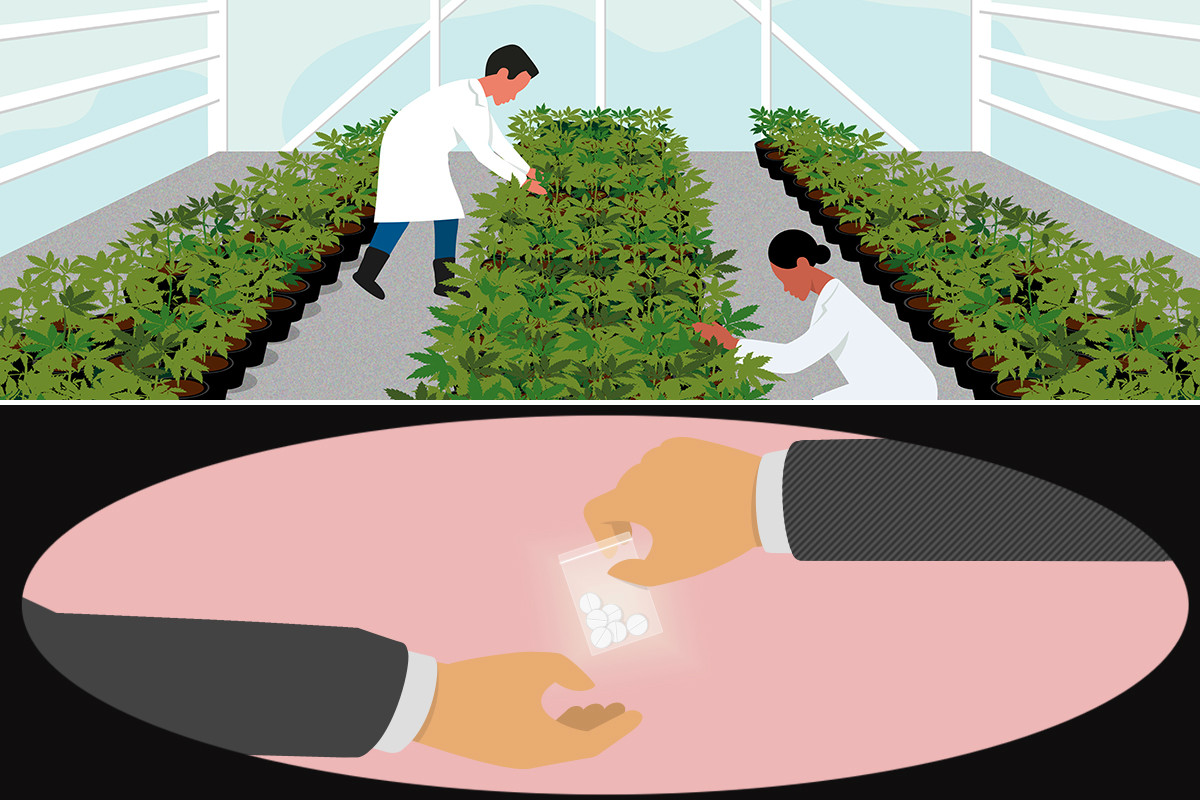 Opioids vs Marijuana 134593 shstk illustration