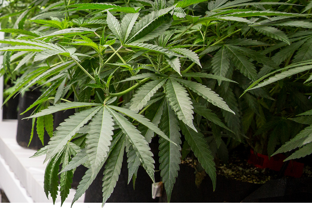 Legal Recreational Cannabis 138895 Marijuana Statista