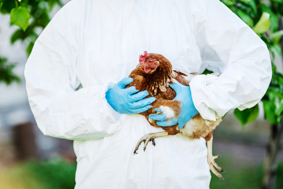Avian flu