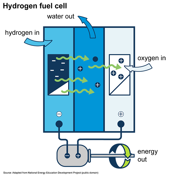 A graphic showing how a hydrogen fuel cell works